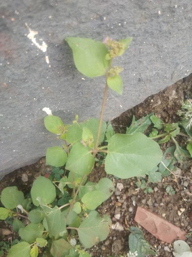 Boerhavia diffusa 24
