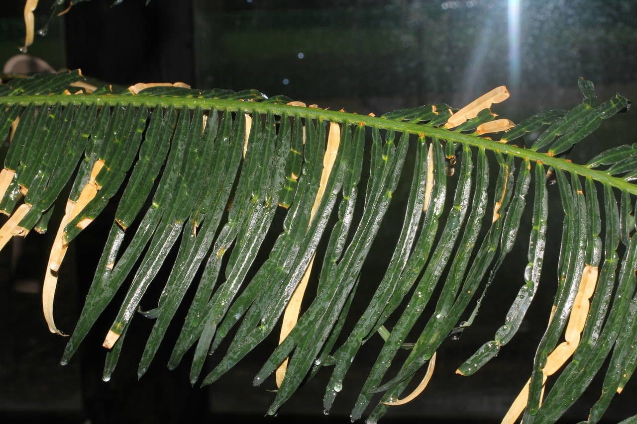Cycad 7