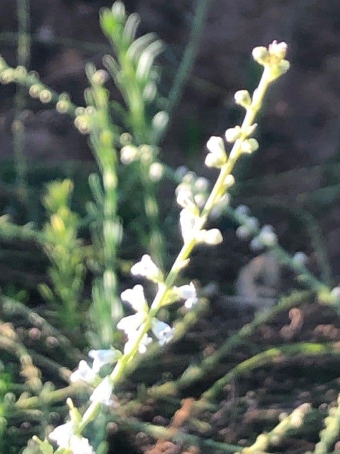 Anarrhinum