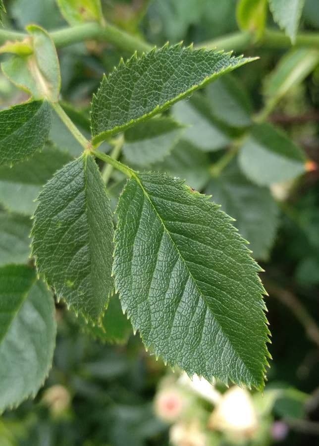 Rosa selvatica comune 18