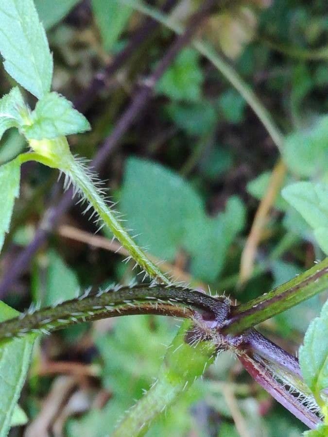 Canapa selvatica 22
