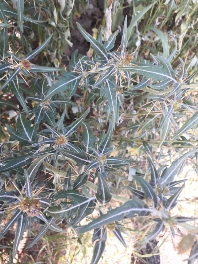 Lappola spinosa 7