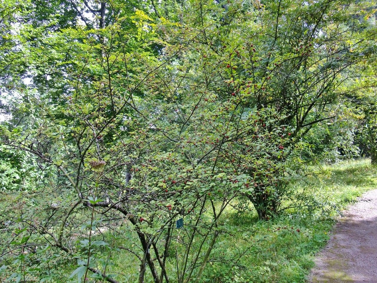 Cotoneaster 15