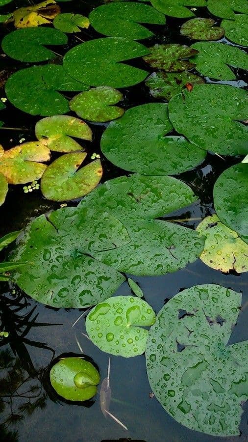 Ninfea odorosa 14