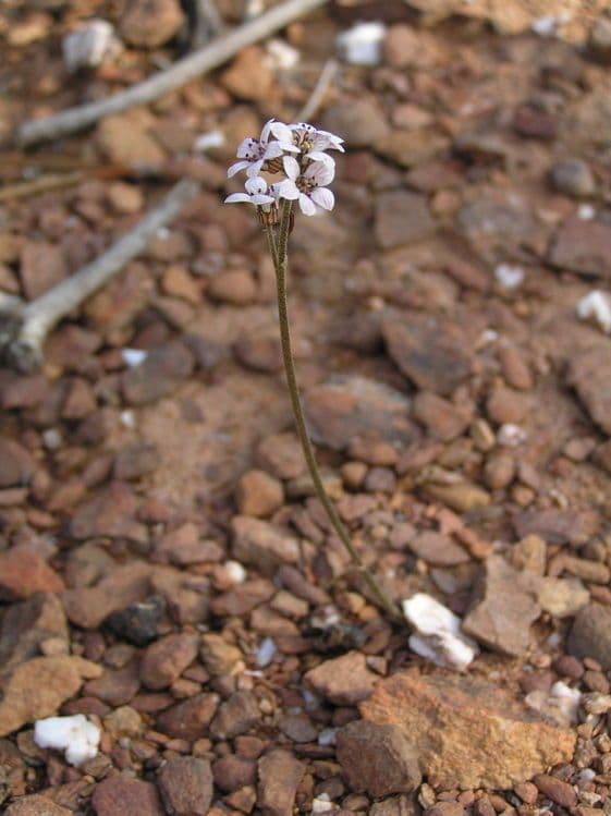 Jepsonia 3