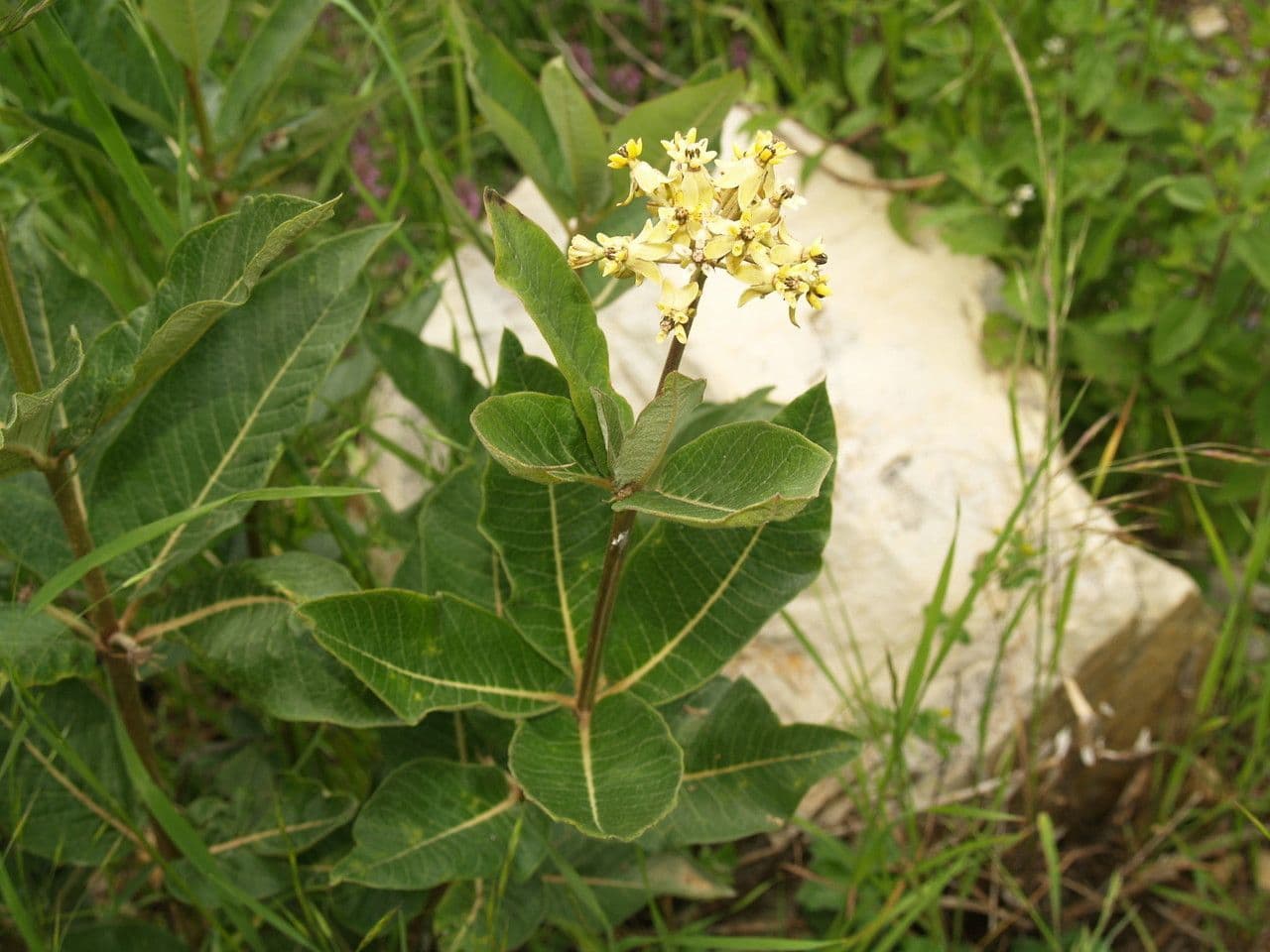 Asclepias lanuginosa 3