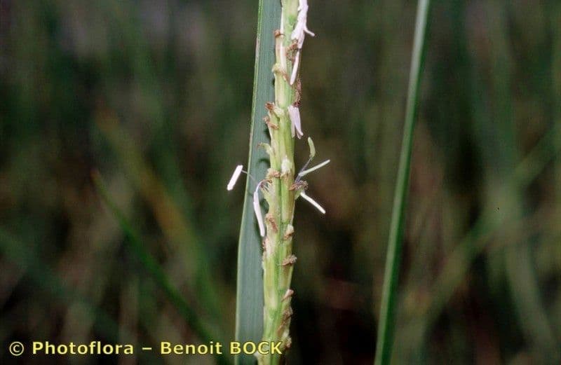 Smooth cordgrass 2