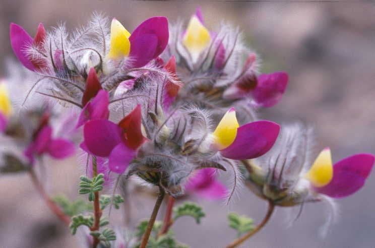Dalea formosa