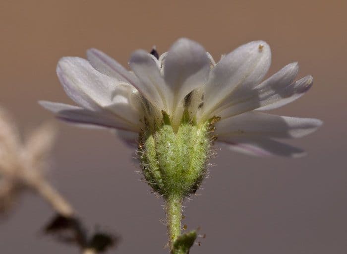 Blepharizonia 6