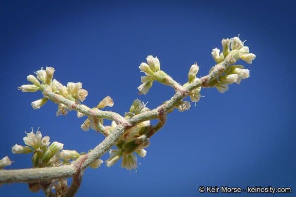 Yucca-Buckwheat