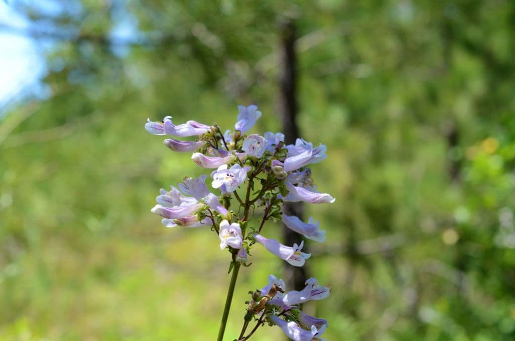Penstemon 7