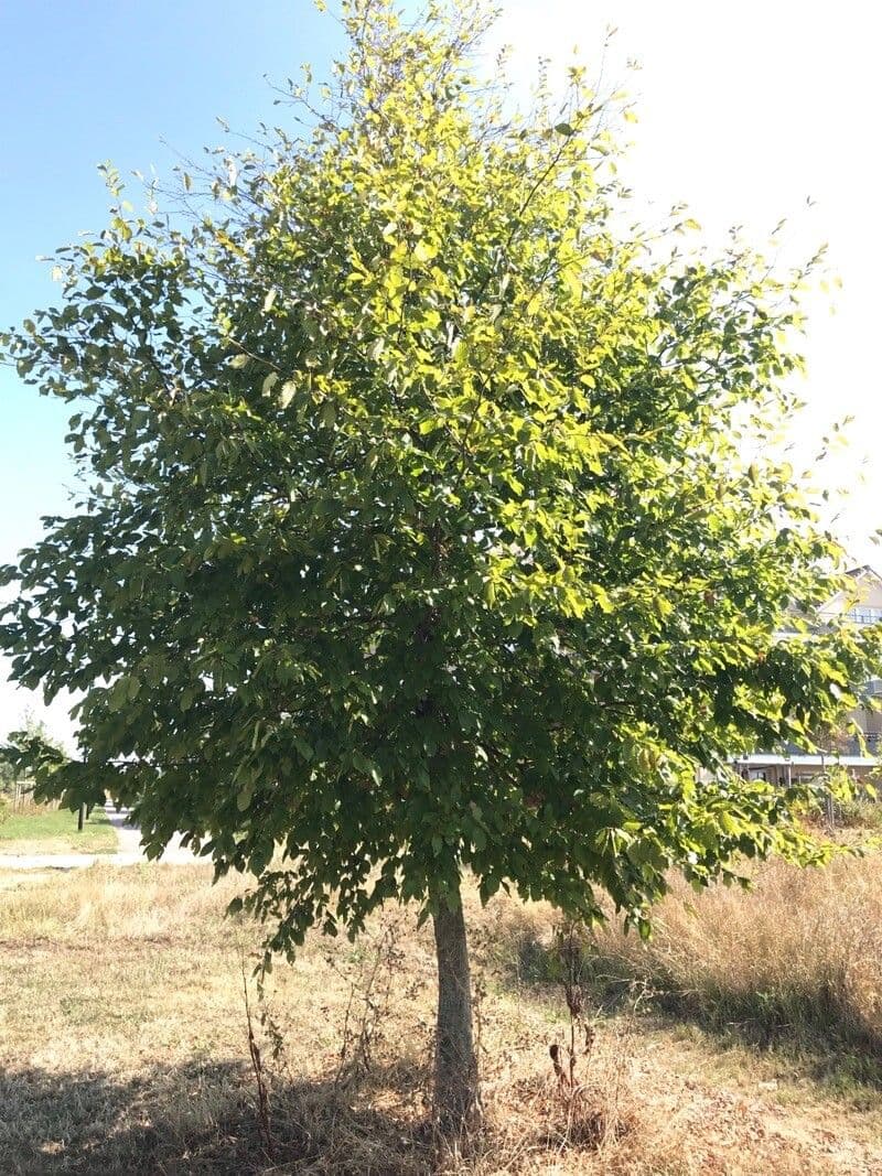 Carpino orientale 11