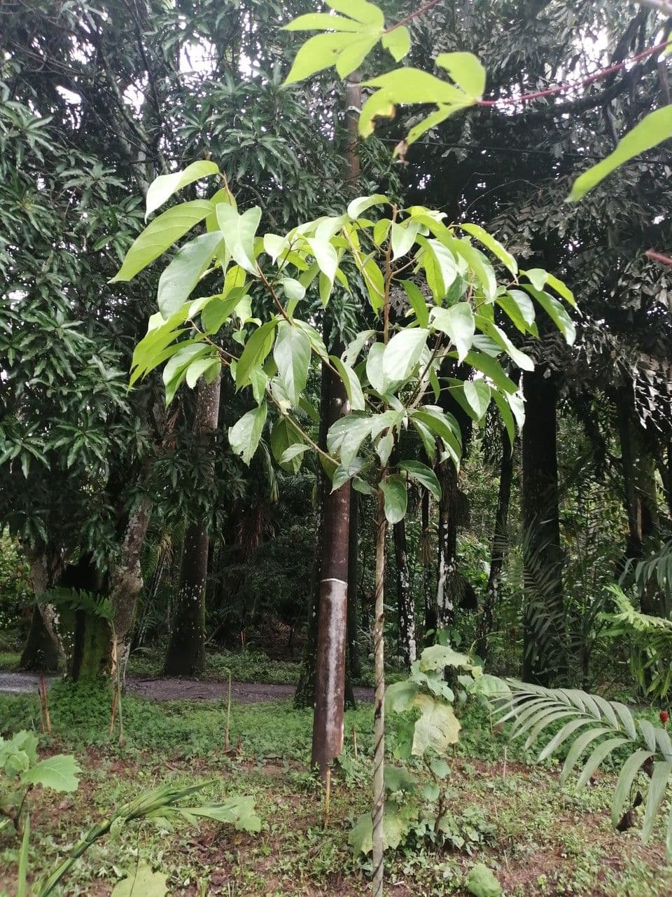 Aniba utile