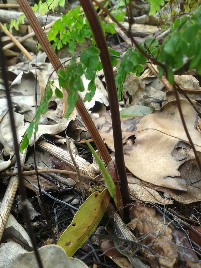 Caladium 22