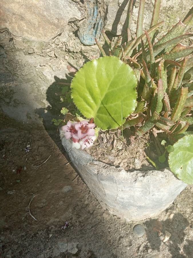 Bergenia