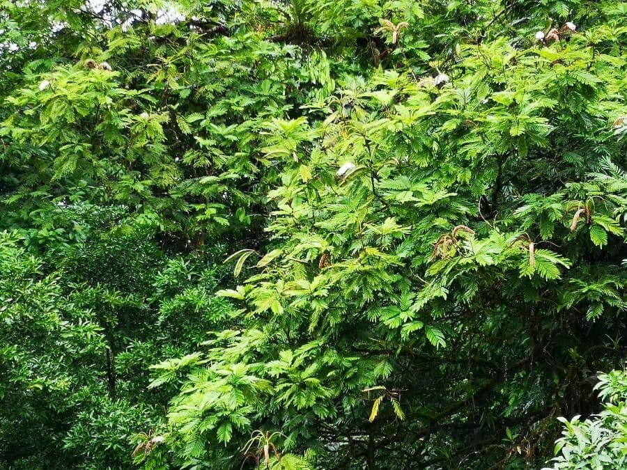 Gavilán-Baum 20