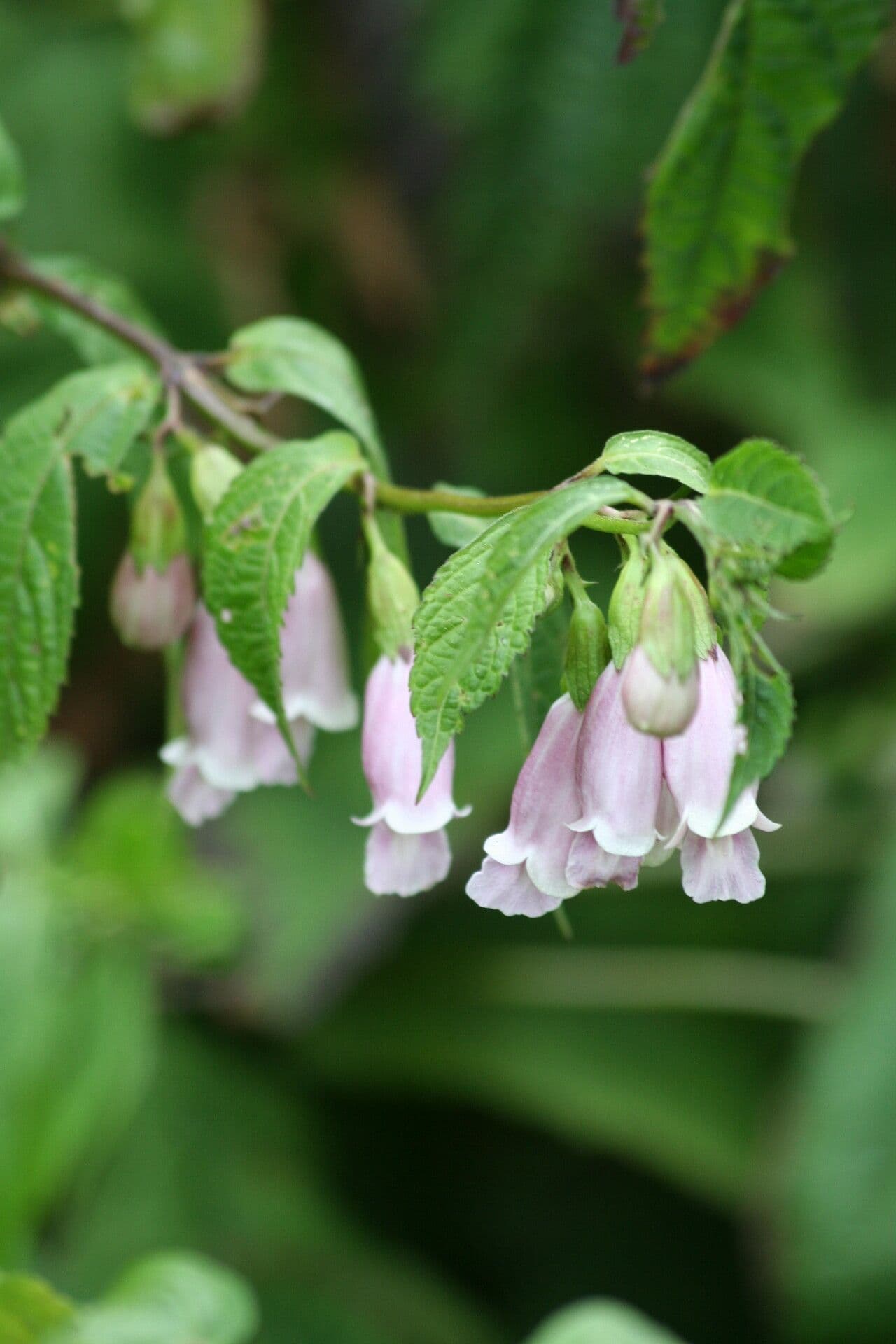 Chelonopsis 2