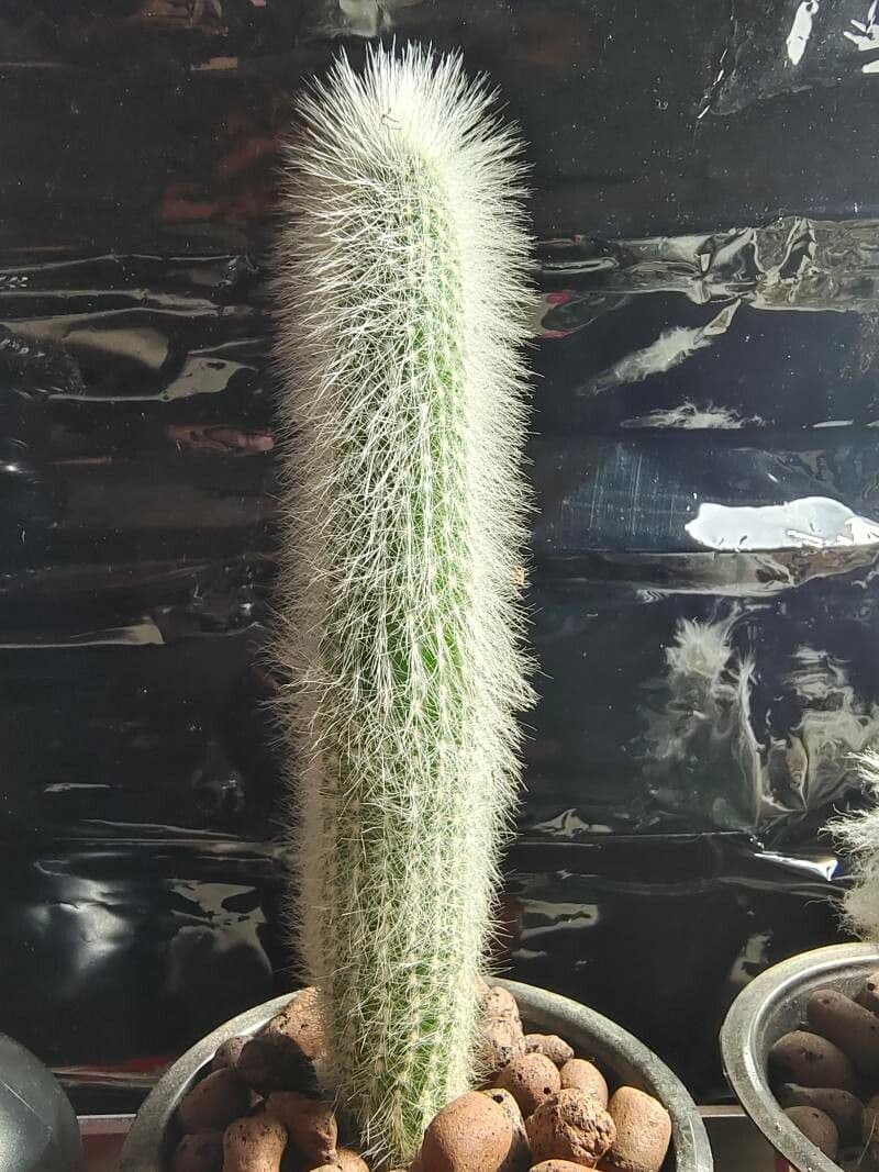 Espostoa lanata 20