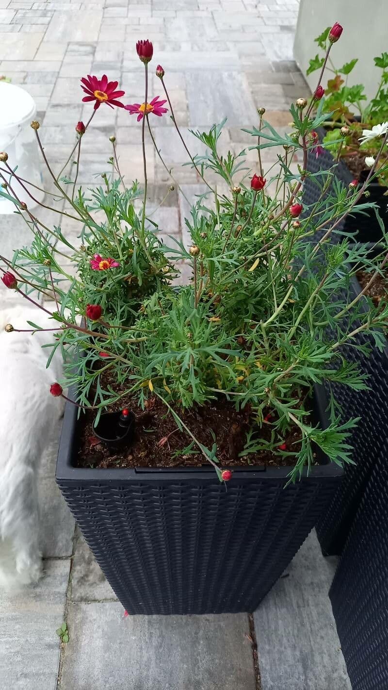 Tanaceto coccineo 6