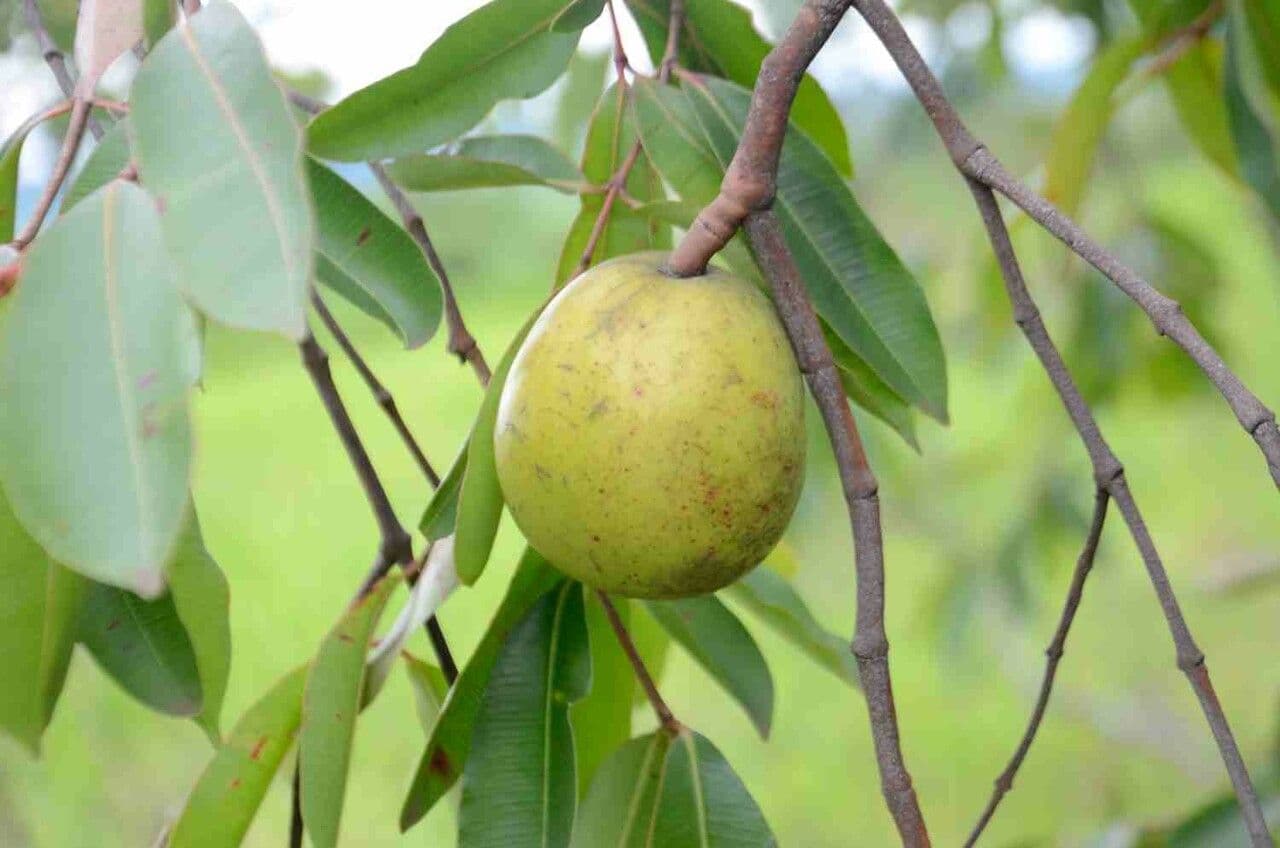 Hancornia 3