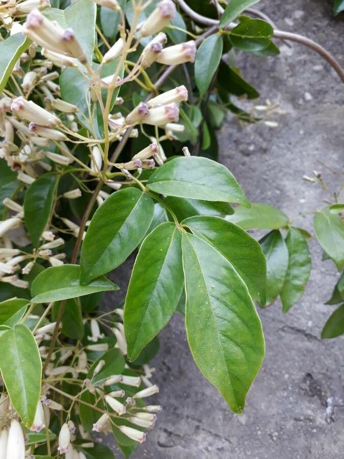 Pandorea 9