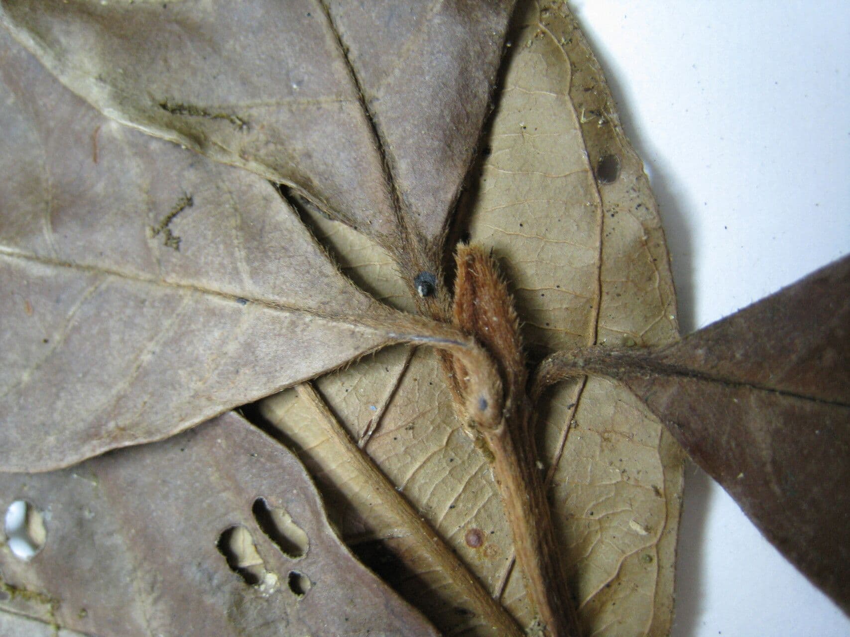 Amaioua guianensis 8