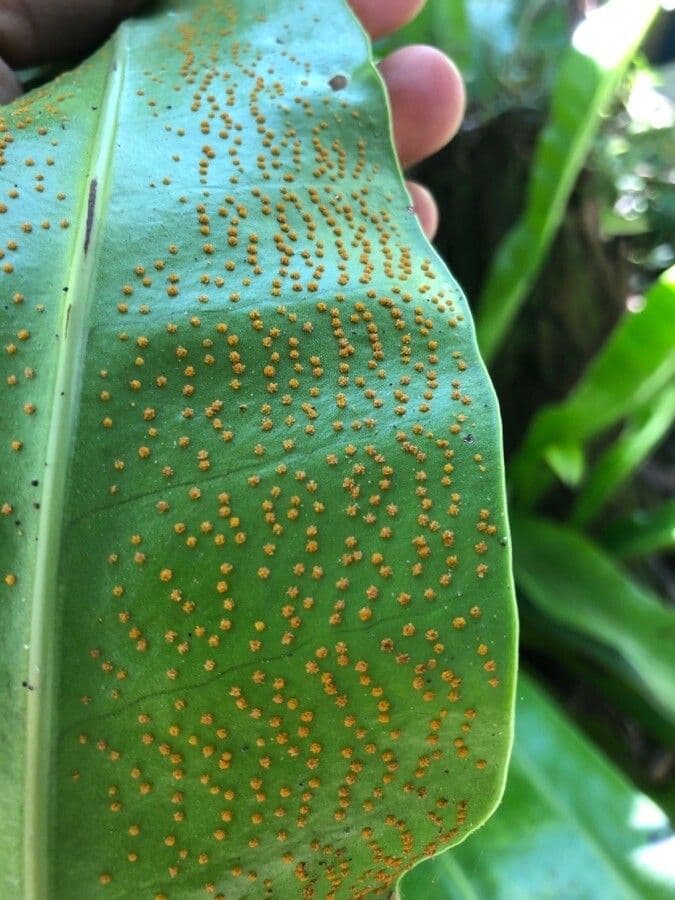 Microsorum puncté