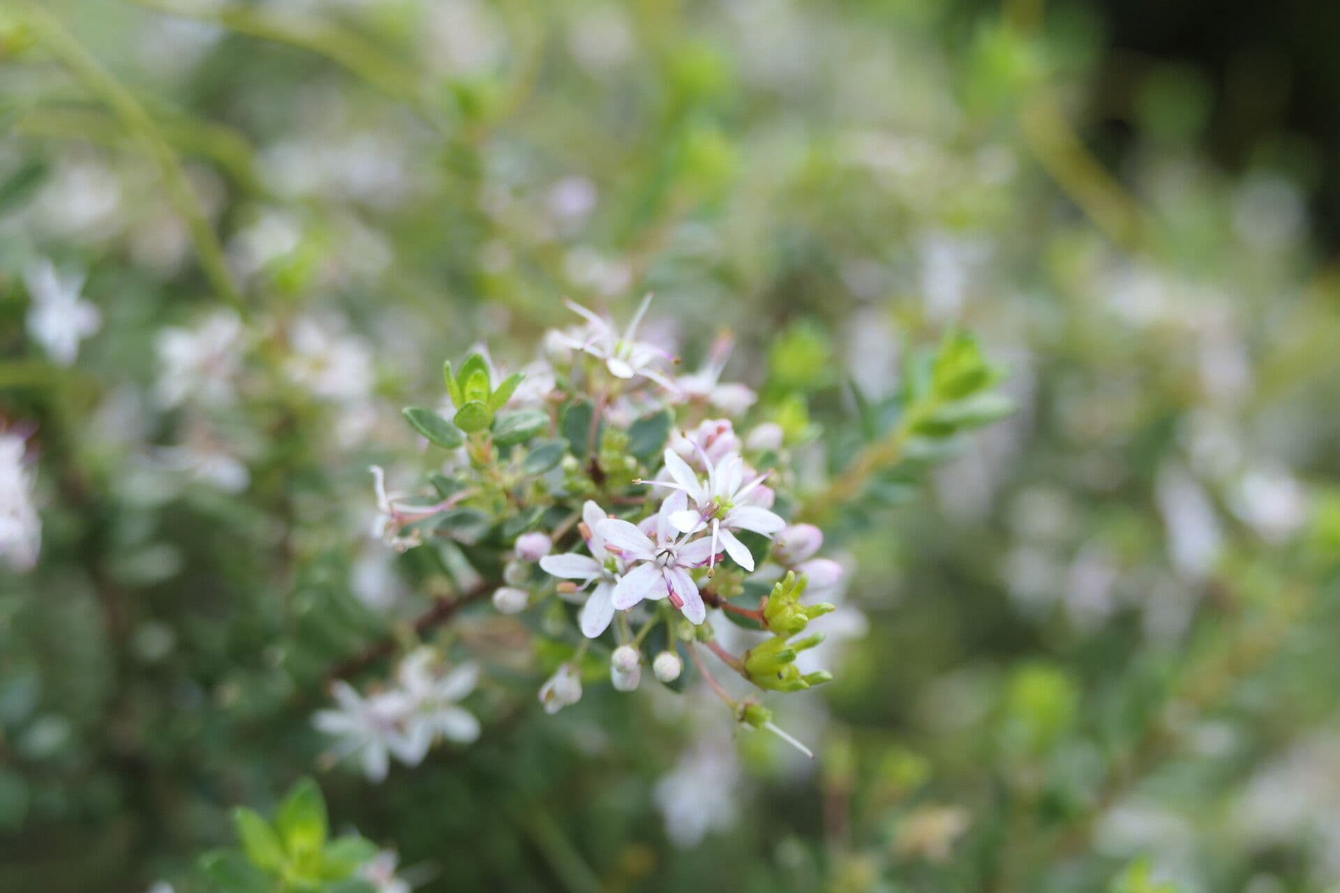 Agathosma 2