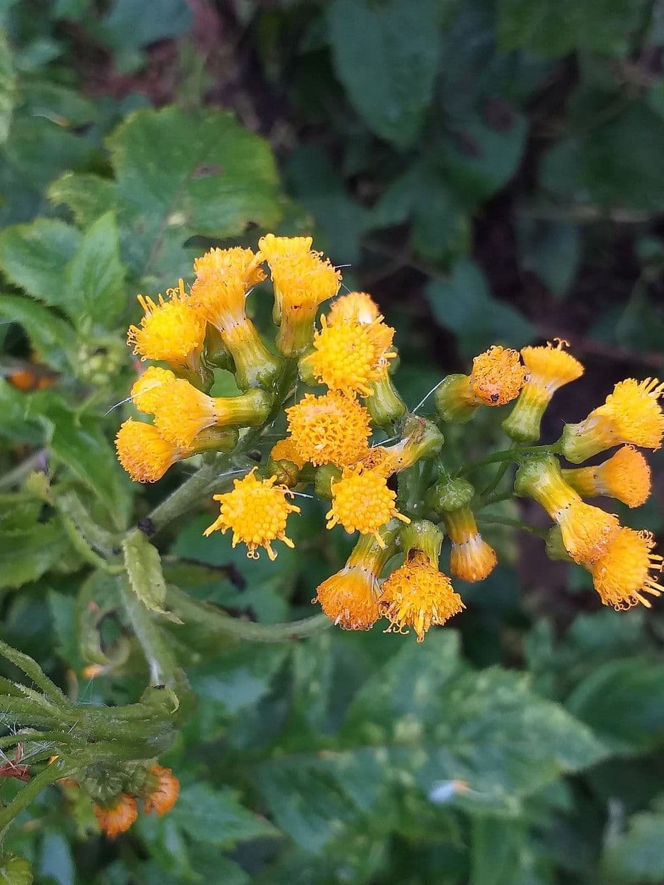 Senecione 2