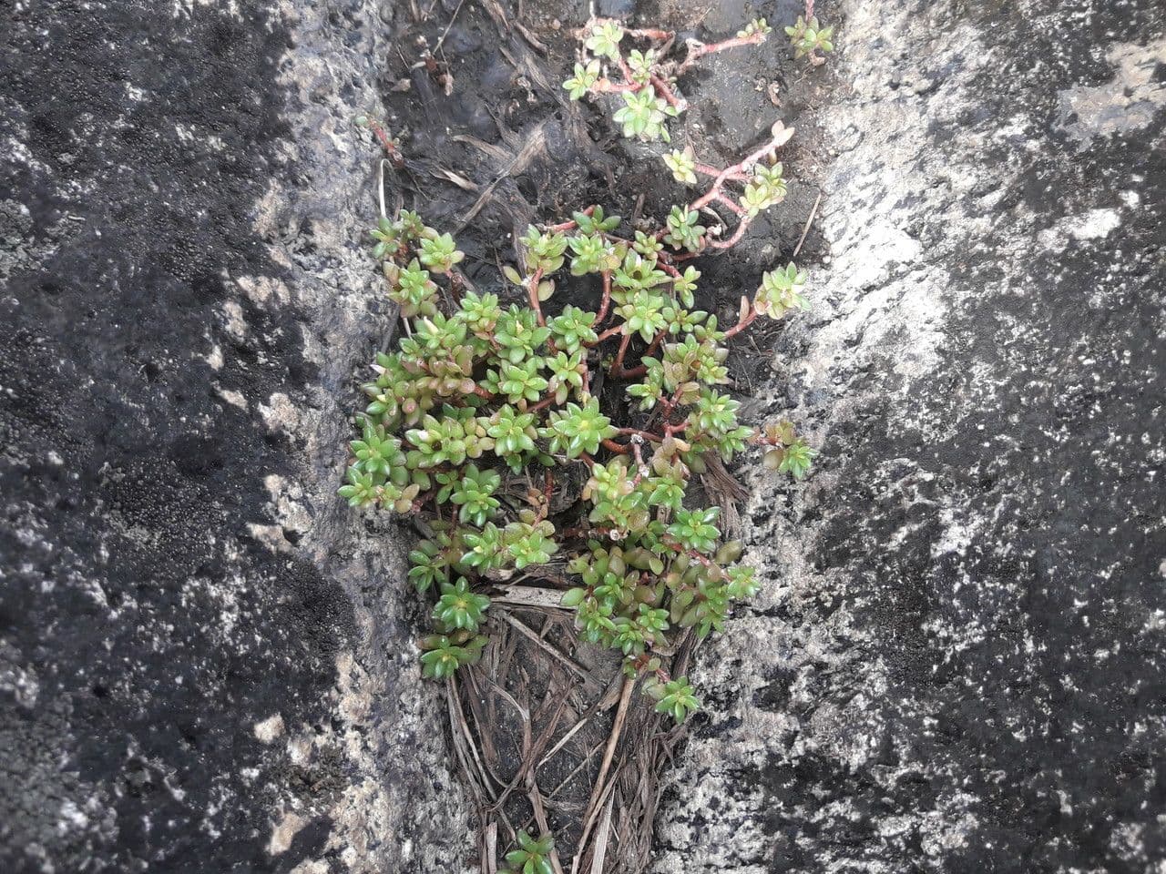 Portulaca 3