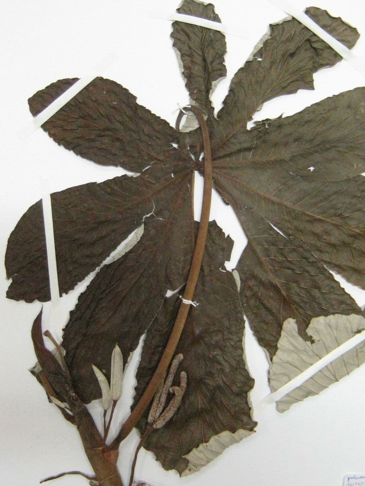 Cecropia 26