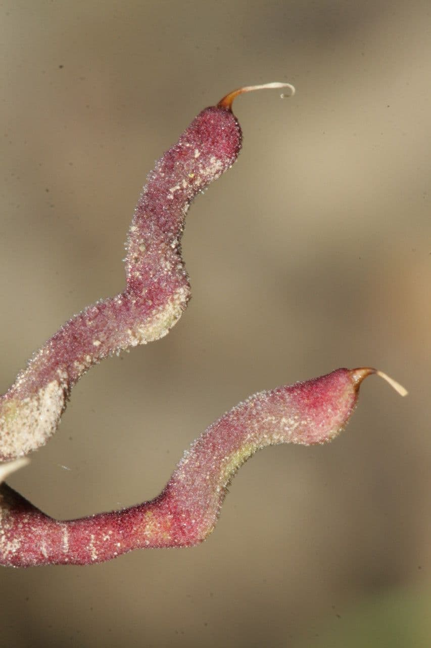 Hippocrepis