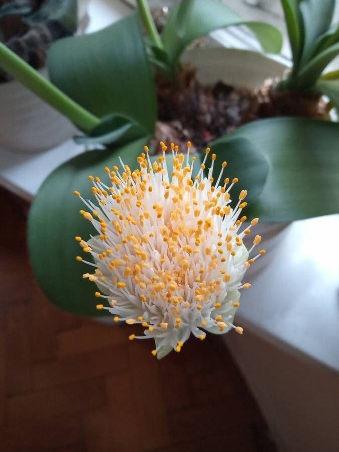 Haemanthus 4