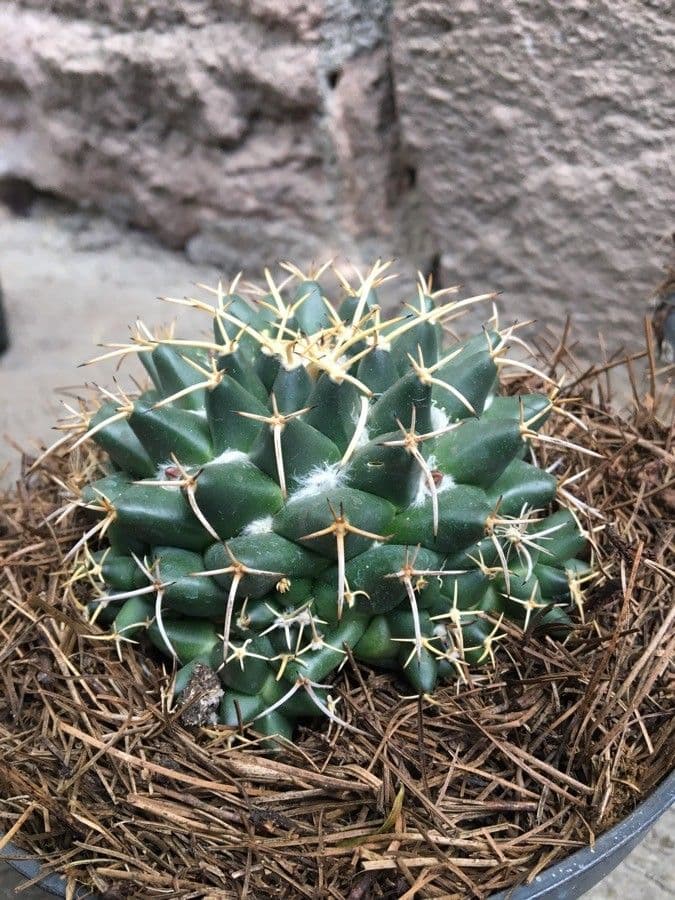 Mammillaria uncinata 16