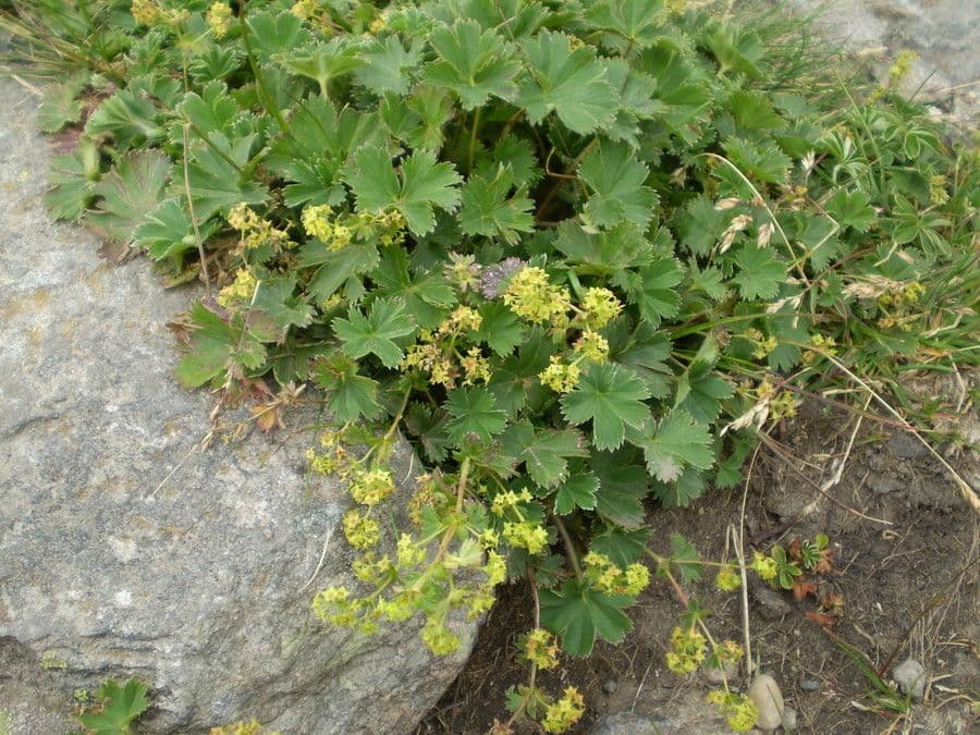 Alchemilla 8