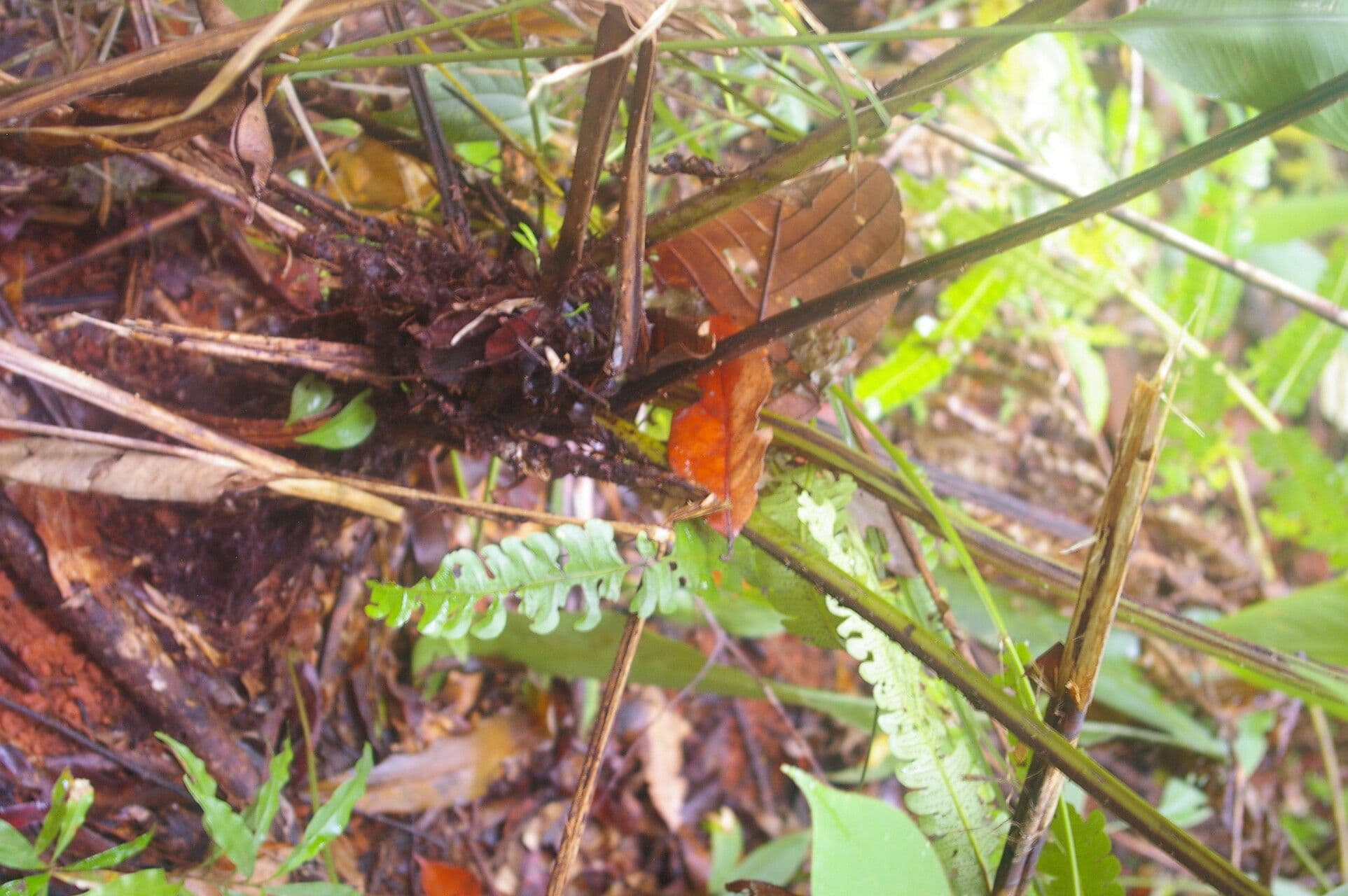 Nephrolepis bruno