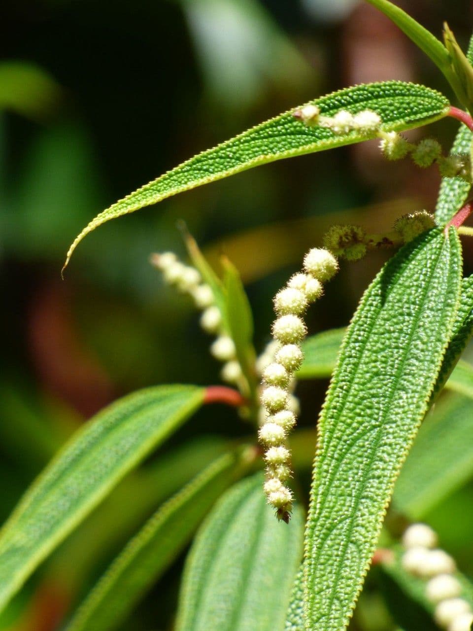Ortica falsa pendula