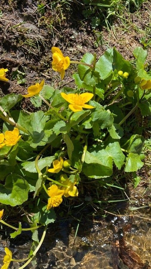 Calta palustre 30