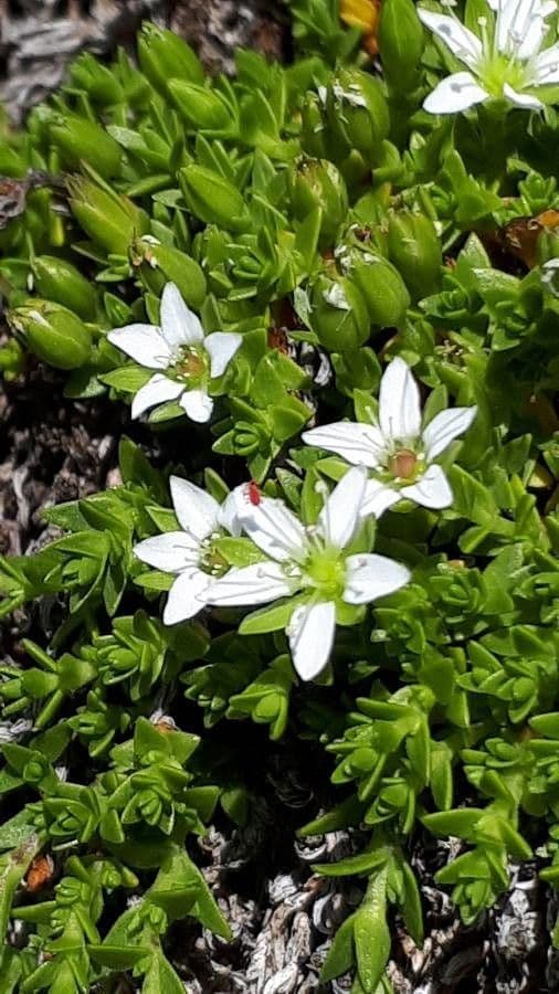Minuartia 4