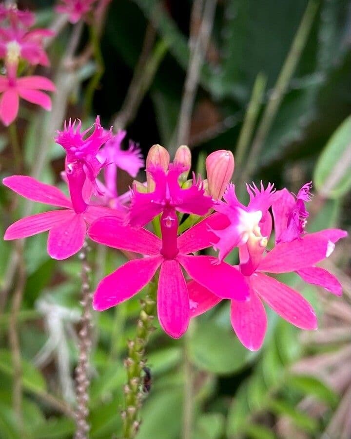 Epidendrum 2