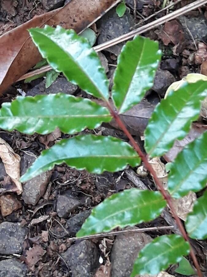 Zanthoxylum 7