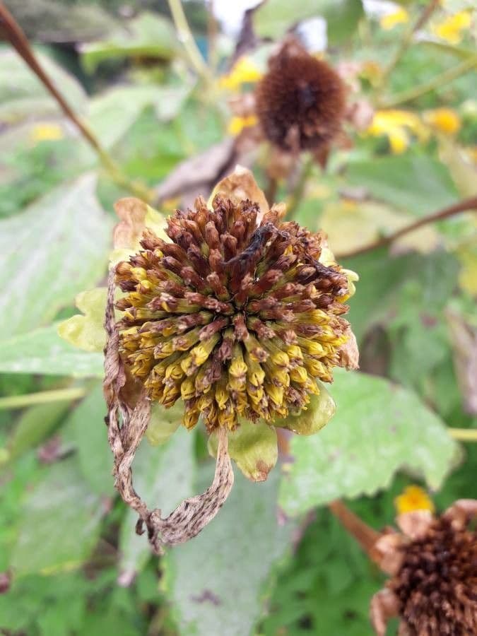 Tithonia diversifolia 2