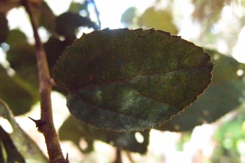 Feigenblättrige Dombeya 15