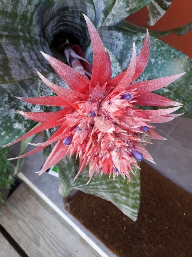 Aechmea 8
