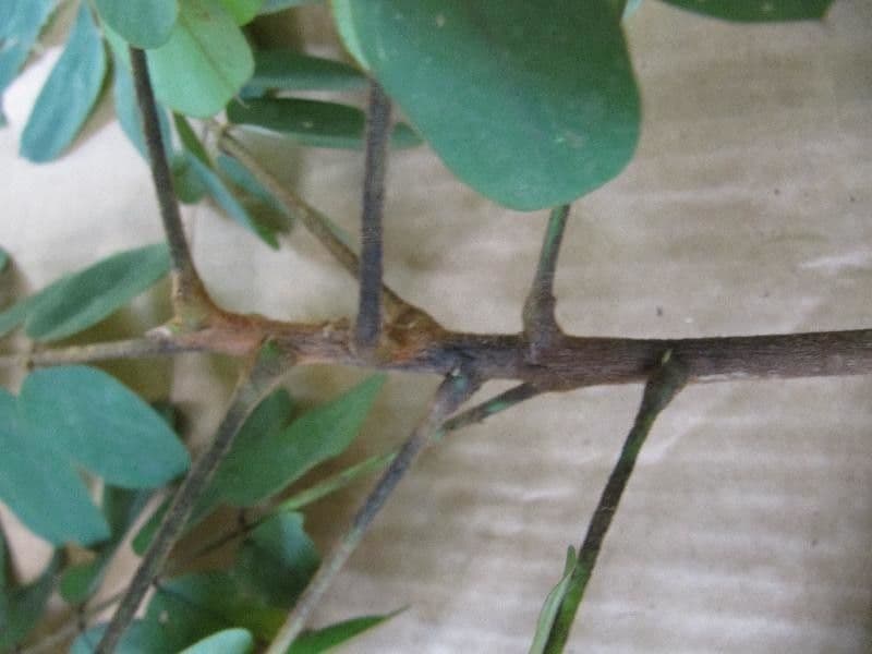 Hymenolobium 15