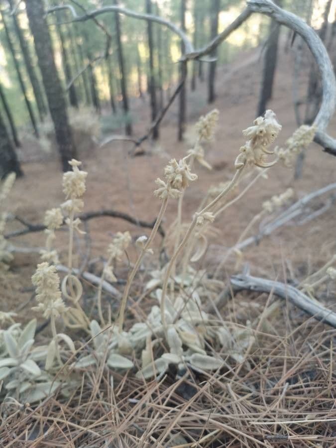 Sideritis 3