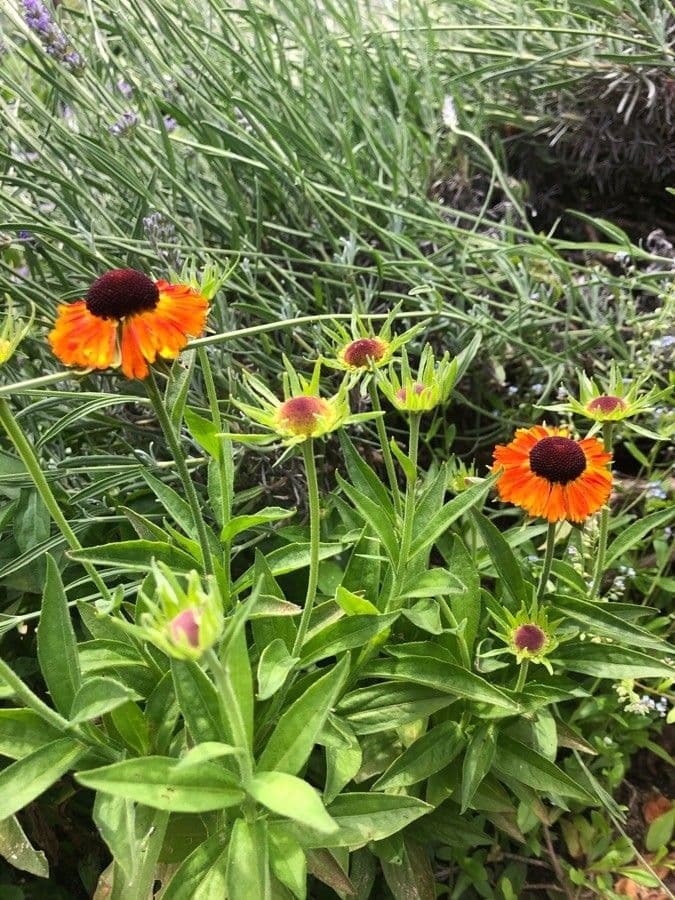Gaillardia aristata 27