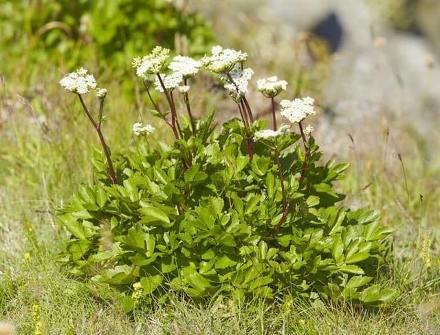 Ligusticum scoticum 11