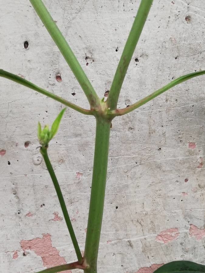 Lechero 22