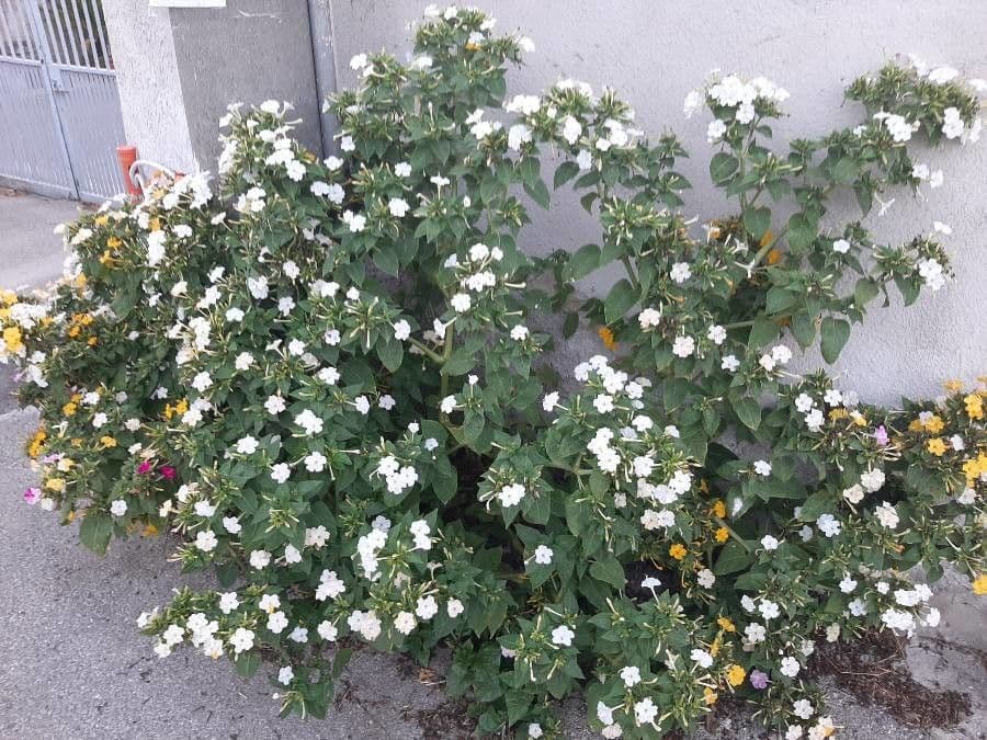 Wunderblume 14